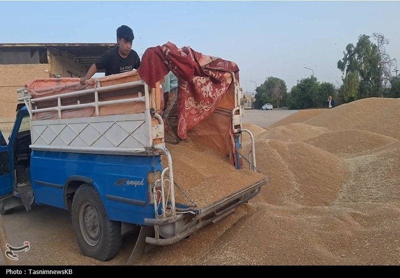 ورود دلالان با پول نقد به بازار گندم با قیمت ۳۸ تا ۴۴ هزار تومان