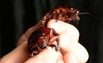 تبدیل سوسک به سایبورگ در یک دقیقه