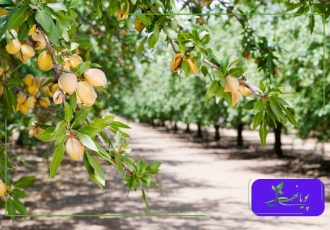 معمای بادام‌ کاری در اقلیم ایران: رمزگشایی از کشت دیم تا سودآوری بی‌ سابقه با نهال‌ های پویا نهال
