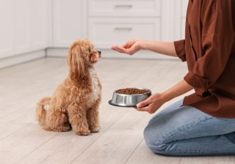 تغذیه درست سگ ها از نگاه دامپزشک ها تغذیه درست سگ ها از نگاه دامپزشک ها