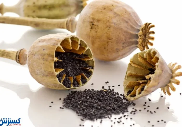 کشت خشخاش در ایران دوباره بر سر زبان ها افتاد