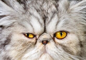 ابلاغ شیوه نامه نگهداری از حیوانات خانگی؛ به زودی