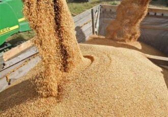 اختصاصی/ قیمت خرید تضمینی جو و ذرت ۲۳ هزار تومان تعیین شد