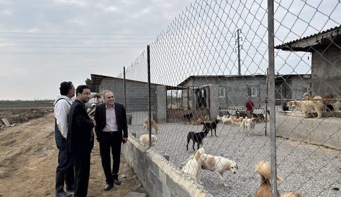 طرح جامع مدیریت سگهای بلاصاحب در مازندران کلید خورد طرح جامع مدیریت سگهای بلاصاحب در مازندران کلید خورد