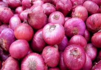 هسته‌ای در کشاورزی ــ ۶۰| بیماری سفیدک پیاز، با فناوری هسته‌ای قابل کنترل است