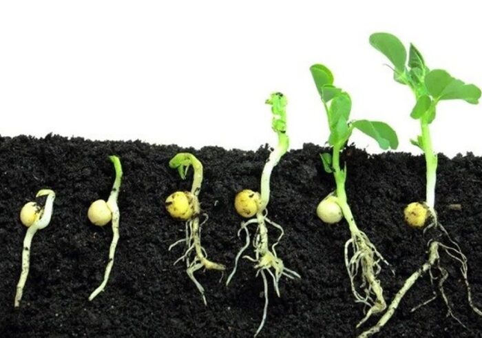 هستهای در کشاورزی ــ 61| تحریک جوانهزنی بذر با پرتودهی هستهای در کشاورزی ــ ۶۱| تحریک جوانهزنی بذر با پرتودهی