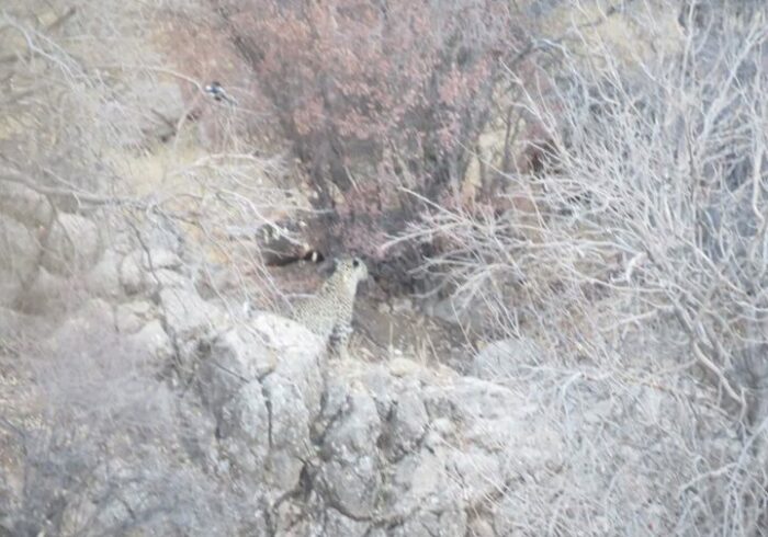 پلنگ مهمان جنگل‌های باغ شادی شهرستان خاتم در استان یزد شد