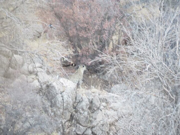 پلنگ مهمان جنگل‌های باغ شادی شهرستان خاتم در استان یزد شد