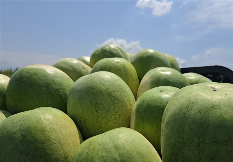 ۲۵۲ هزار تن هندوانه تازه برای تنظیم بازار شب یلدا عرضه می‌شود