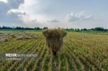 اجرای طرح جهش تولید در ۴۰۰۰ هکتار از شالیزارهای مازندران