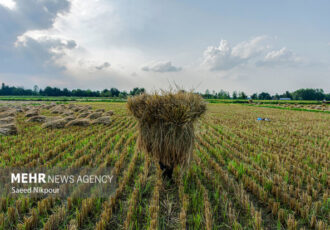 اجرای طرح جهش تولید در ۴۰۰۰ هکتار از شالیزارهای مازندران