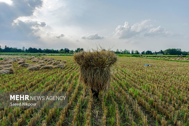 اجرای طرح جهش تولید در ۴۰۰۰ هکتار از شالیزارهای مازندران
