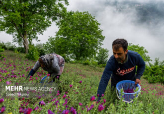 راهی تازه برای تولید بهینه گل گاوزبان بدون آسیب به طبیعت