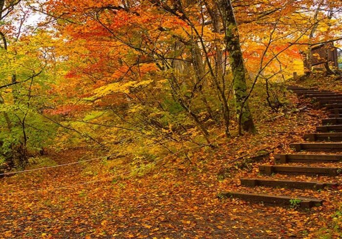 سفر پاییزی با خانواده؛ برنامه‌های خانوادگی و تفریحات پاییزی