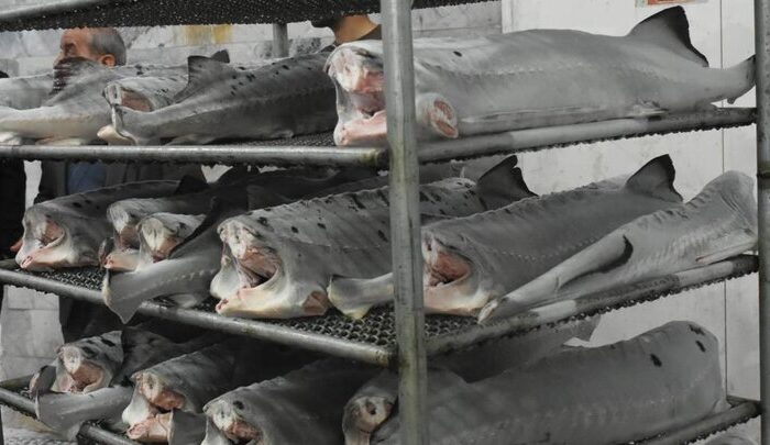 ۲.۵ میلیون ماهی تازه از مازندران صادر شده است 