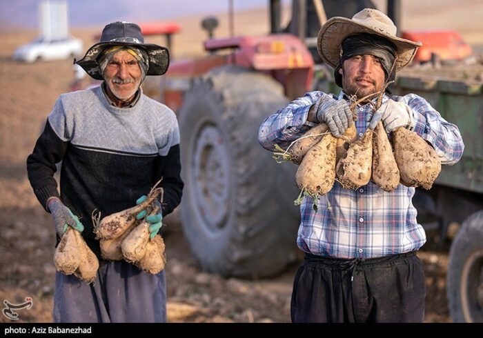 40 درصد صرفهجویی آب در تولید چغندر قند با کشت پاییزه ۴۰ درصد صرفهجویی آب در تولید چغندر قند با کشت پاییزه
