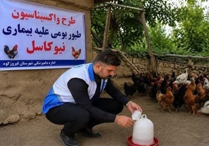 طیور بومی استان تهران علیه نیوکاسل رایگان واکسینه شدند طیور بومی استان تهران علیه نیوکاسل رایگان واکسینه شدند